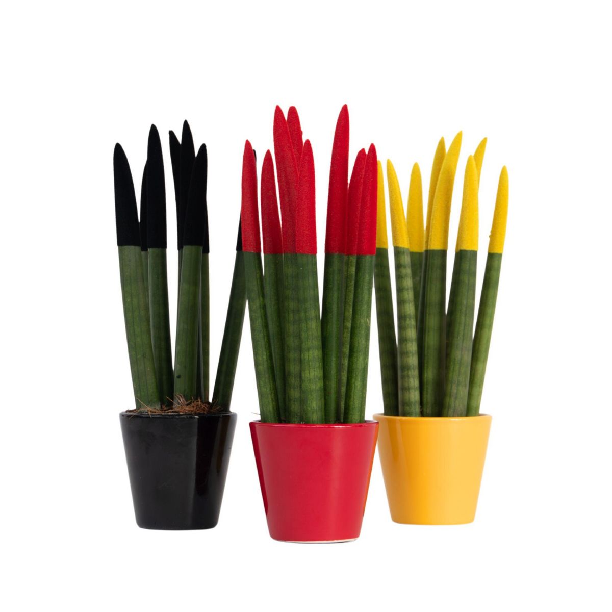PLANT IN A BOX Langue de belle-mère - Set de 3 - Sansevieria cylindrica - H20-40cm - ⌀9cm
