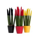 PLANT IN A BOX Langue de belle-mère - Set de 3 - Sansevieria cylindrica - H20-40cm - ⌀9cm