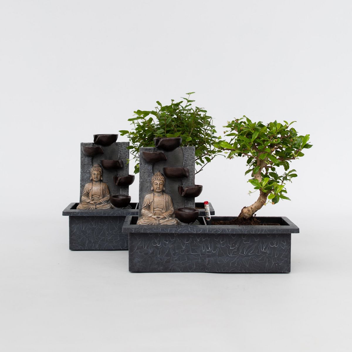 PLANT IN A BOX Bonsaï - Set de 2 - Bonsai - Hauteur 25-35cm - ⌀29cm