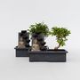 Voir la diapositive 6 : PLANT IN A BOX Bonsaï - Set de 2 - Bonsai - Hauteur 25-35cm - ⌀29cm