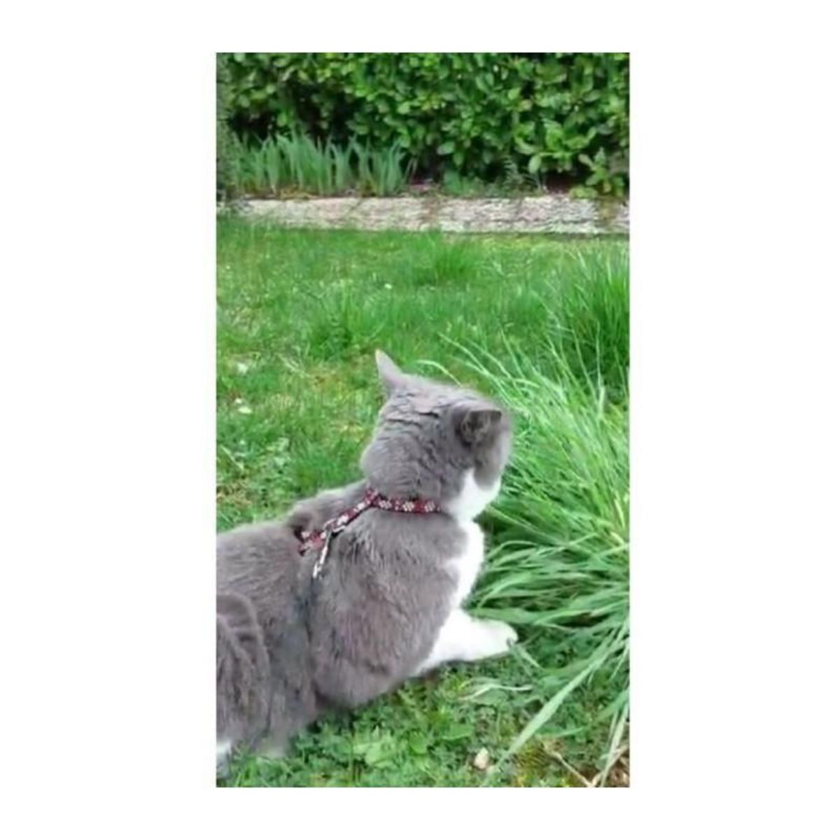 AIME Kit harnais et laisse - AIMÉ - Reflechissant Rouge pour Chat