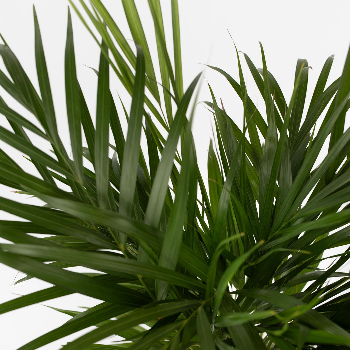 PLANT IN A BOX Palmier areca - Dypsis lutescens - Hauteur 100-120cm - ⌀21cm