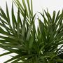 Voir la diapositive 3 : PLANT IN A BOX Palmier areca - Dypsis lutescens - Hauteur 100-120cm - ⌀21cm