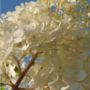 Voir la diapositive 3 : PLANT IN A BOX Hortensia - Set de 6 - Hydrangea paniculata - Hauteur 25-35cm - ⌀9cm