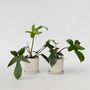 Voir la diapositive 5 : PLANT IN A BOX Plante verte - Set de 2 - Philodendron 'Florida Green' - Hauteur 20-30cm - ⌀12cm