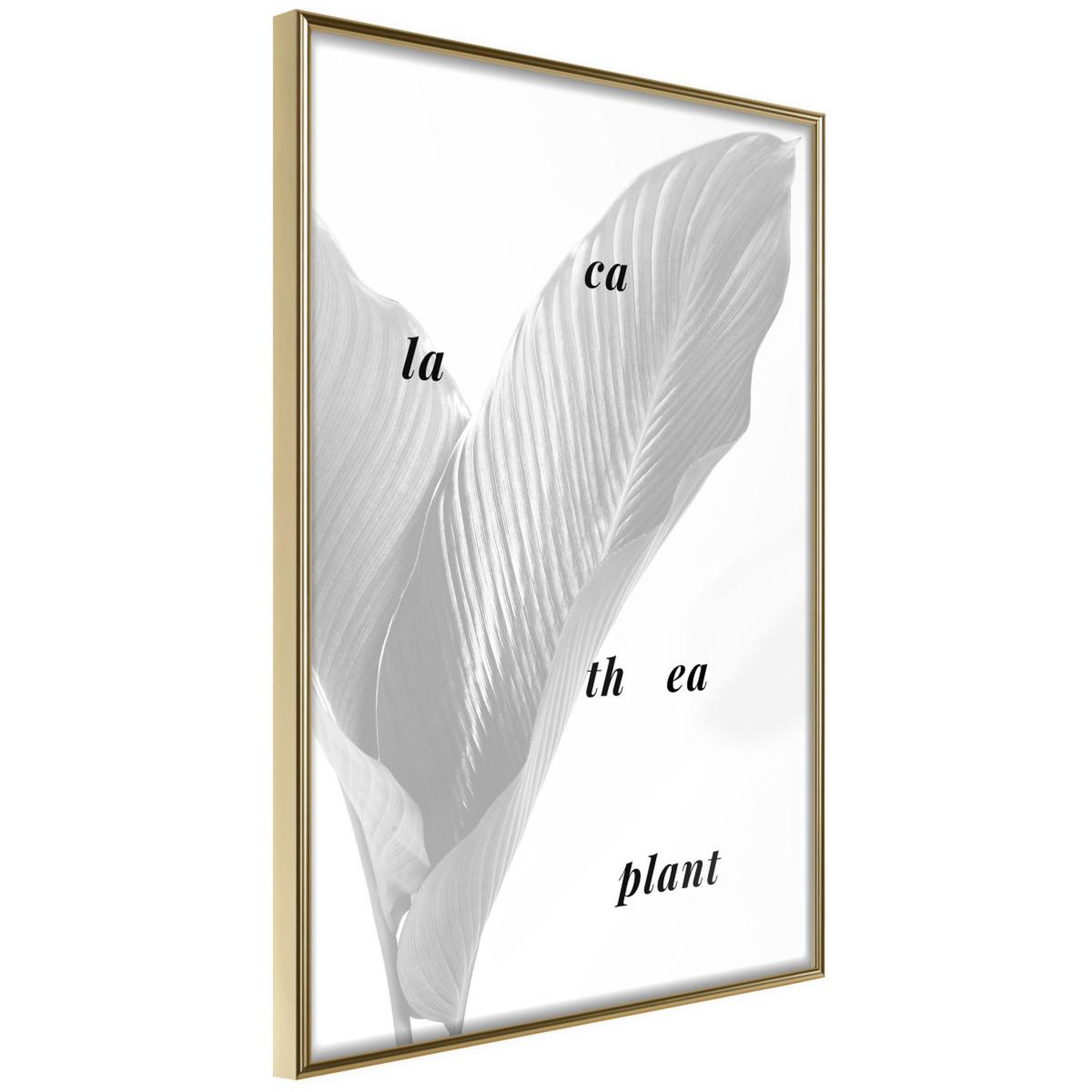 Voir la diapositive 1 : Paris Prix Affiche Murale Encadrée  Calathea Leaves