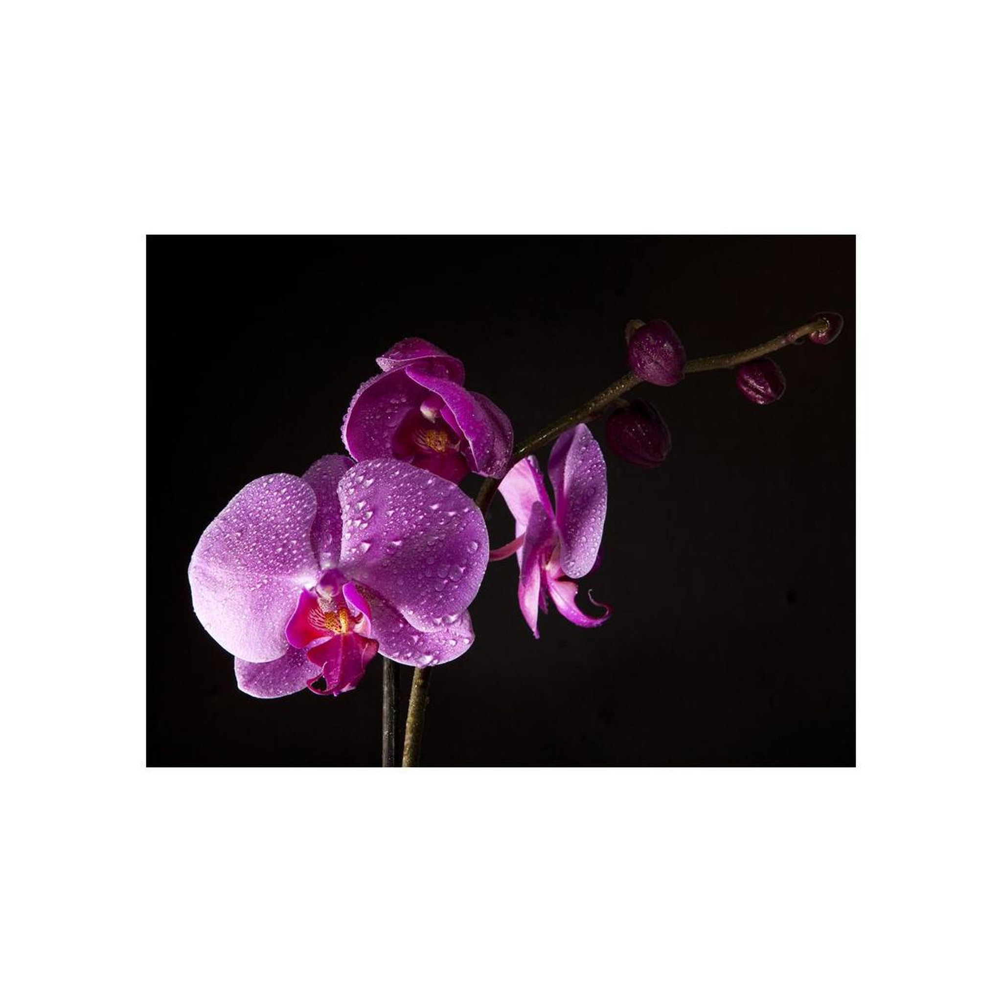 Voir la diapositive 2 : Paris Prix Papier Peint  De Bon Goût Orchidée