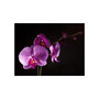 Voir la diapositive 2 : Paris Prix Papier Peint  De Bon Goût Orchidée