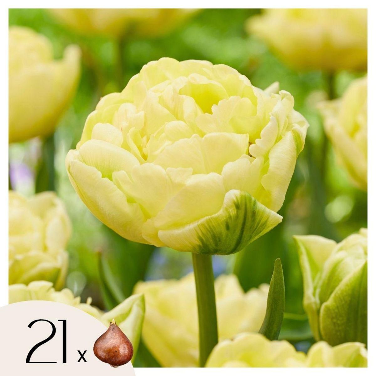 PLANT IN A BOX Tulipe - Set de 21 - Tulipa 'Avant Garde' - Bulbes à fleurs - Jaune