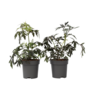 Voir la diapositive 1 : PLANT IN A BOX Sureau noir - Set de 4 - Sambucus nigra 'Black Lace' - Hauteur 25-40cm - ⌀17cm