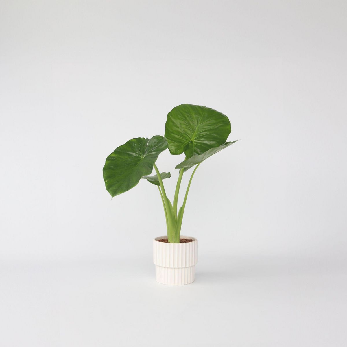 PLANT IN A BOX Plante éléphant - Alocasia 'Odora' - Hauteur 55-75cm - ⌀17cm