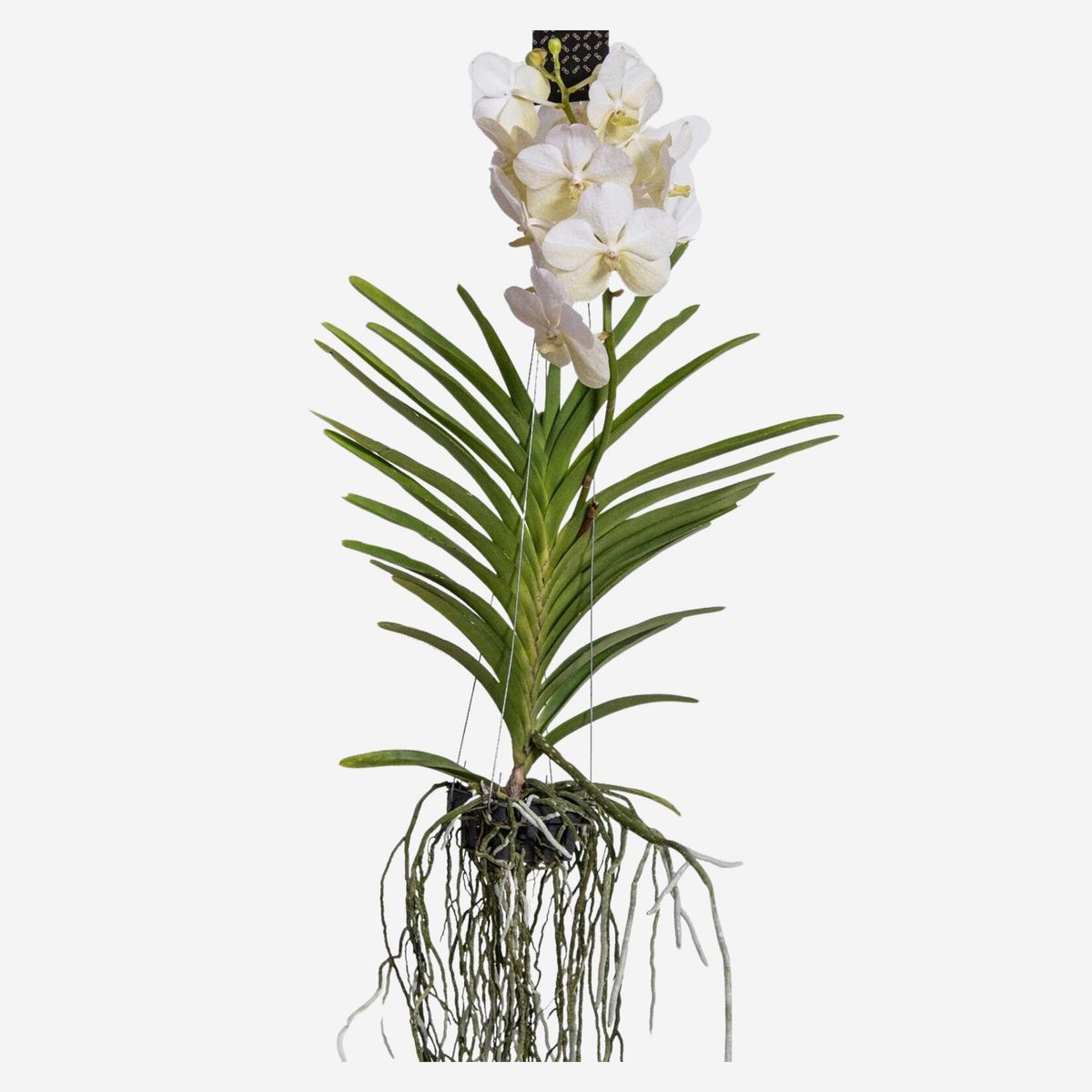 PLANT IN A BOX Orchidée - Vanda 'White' - Hauteur 55-65cm