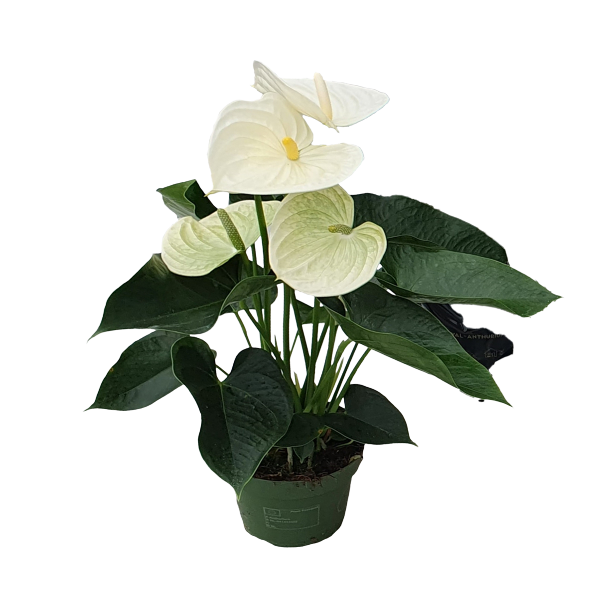 PLANT IN A BOX Langue de feu - Anthurium 'Alpine White' - Hauteur 40-55cm - ø14cm