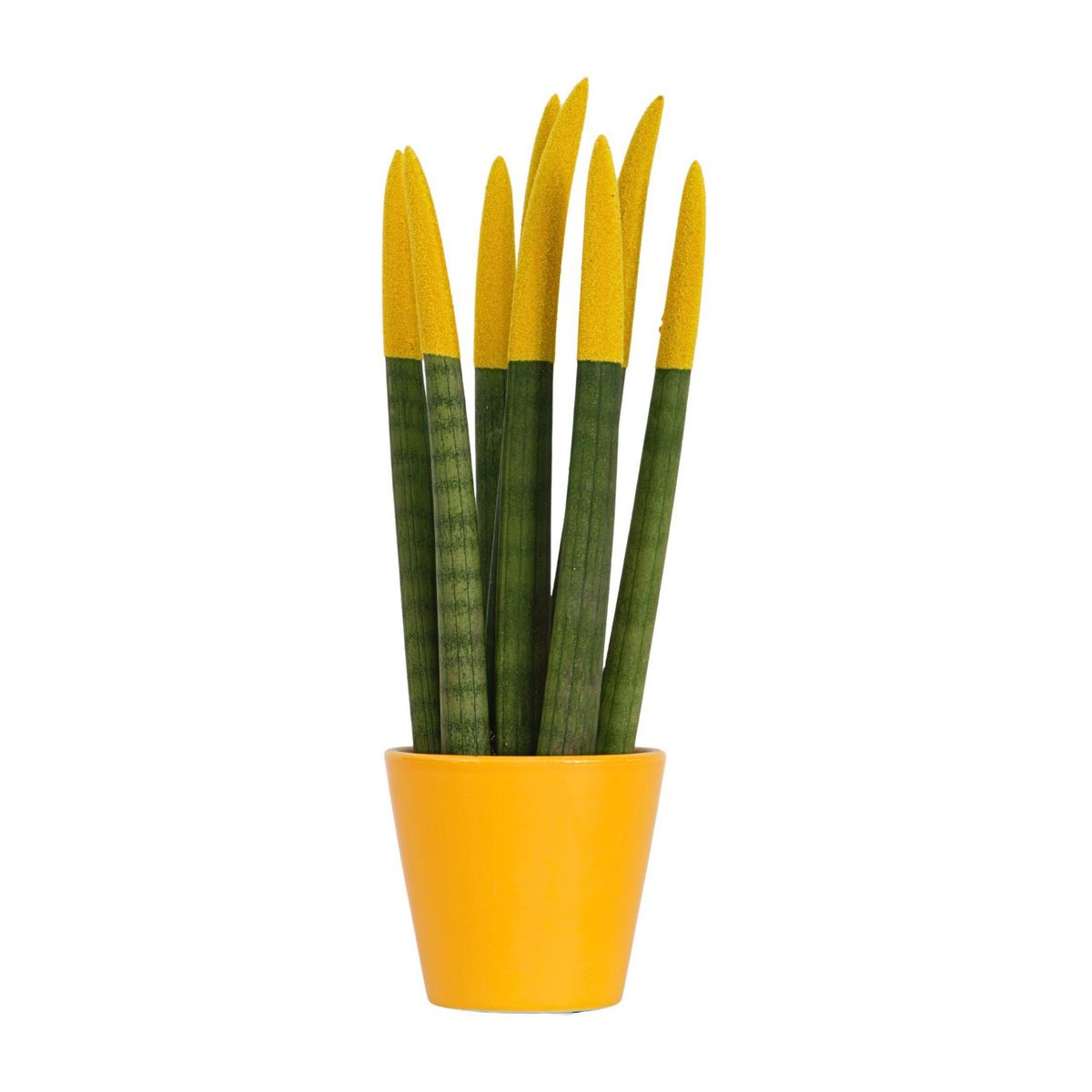 PLANT IN A BOX Sansevieria cylindrique - Hauteur 20-40cm - Pot 9cm
