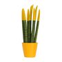 Voir la diapositive 1 : PLANT IN A BOX Sansevieria cylindrique - Hauteur 20-40cm - Pot 9cm