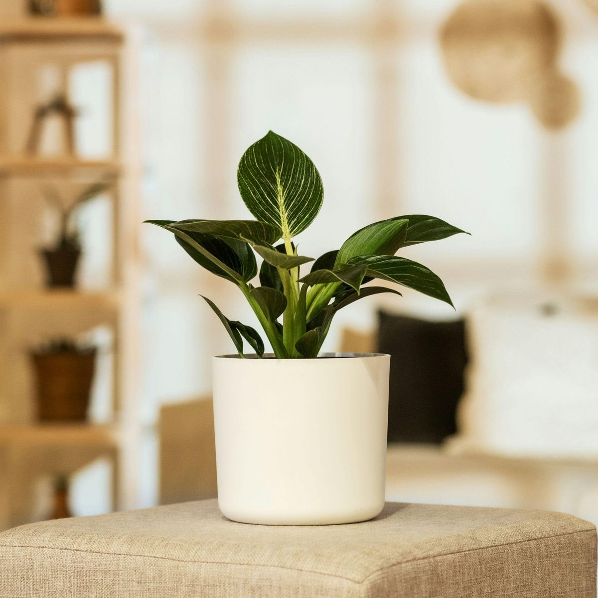PLANT IN A BOX Plante verte - Set de 2 - Philodendron 'White Wave' - Hauteur 25-40cm - ⌀12cm