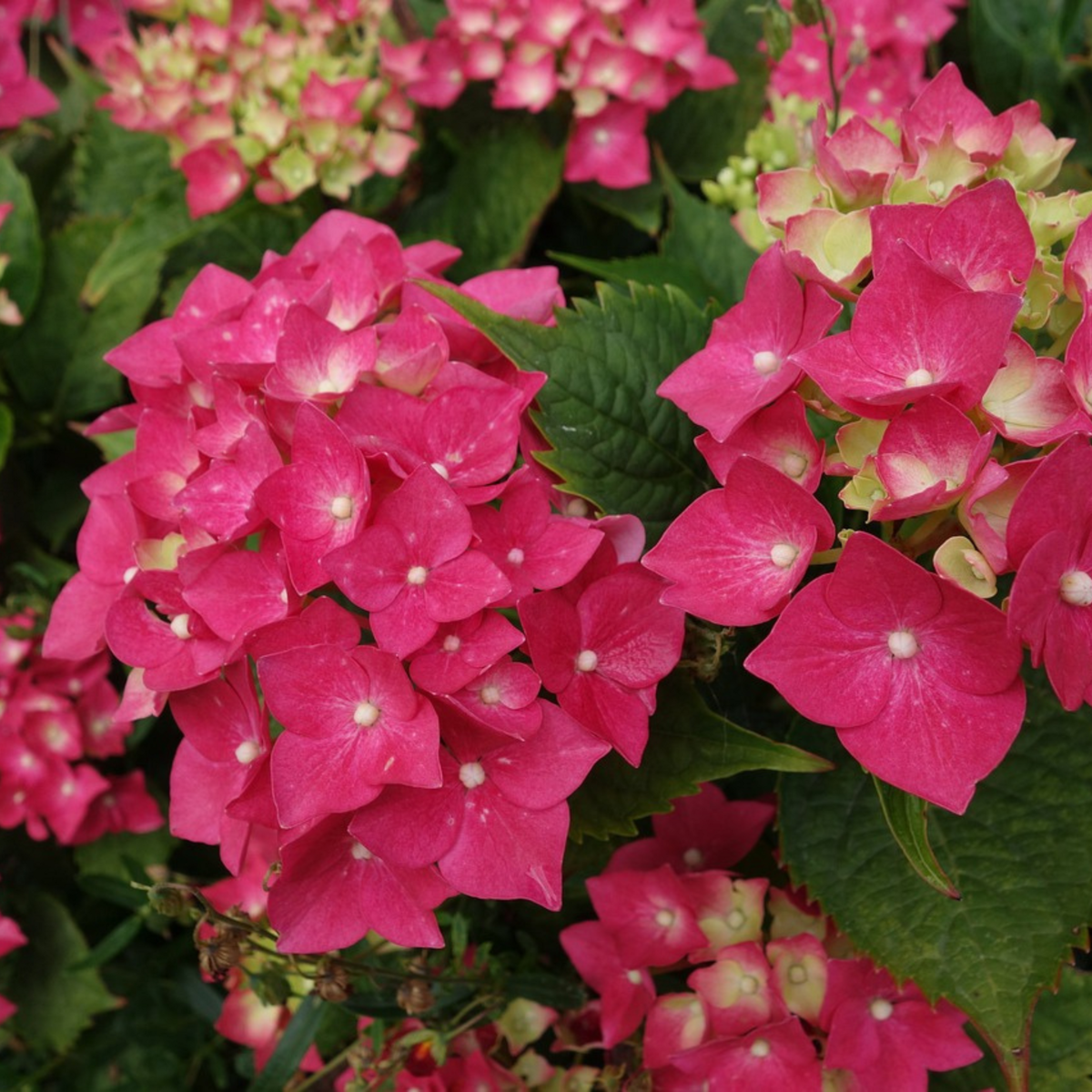 PLANT IN A BOX Hortensia - Hydrangea paniculata 'Wim's Red' - Hauteur 25-40cm - ⌀19cm