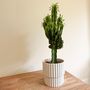 Voir la diapositive 5 : PLANT IN A BOX Euphorbe ingens - Euphorbia ingens - Hauteur 50-60cm - ⌀17cm