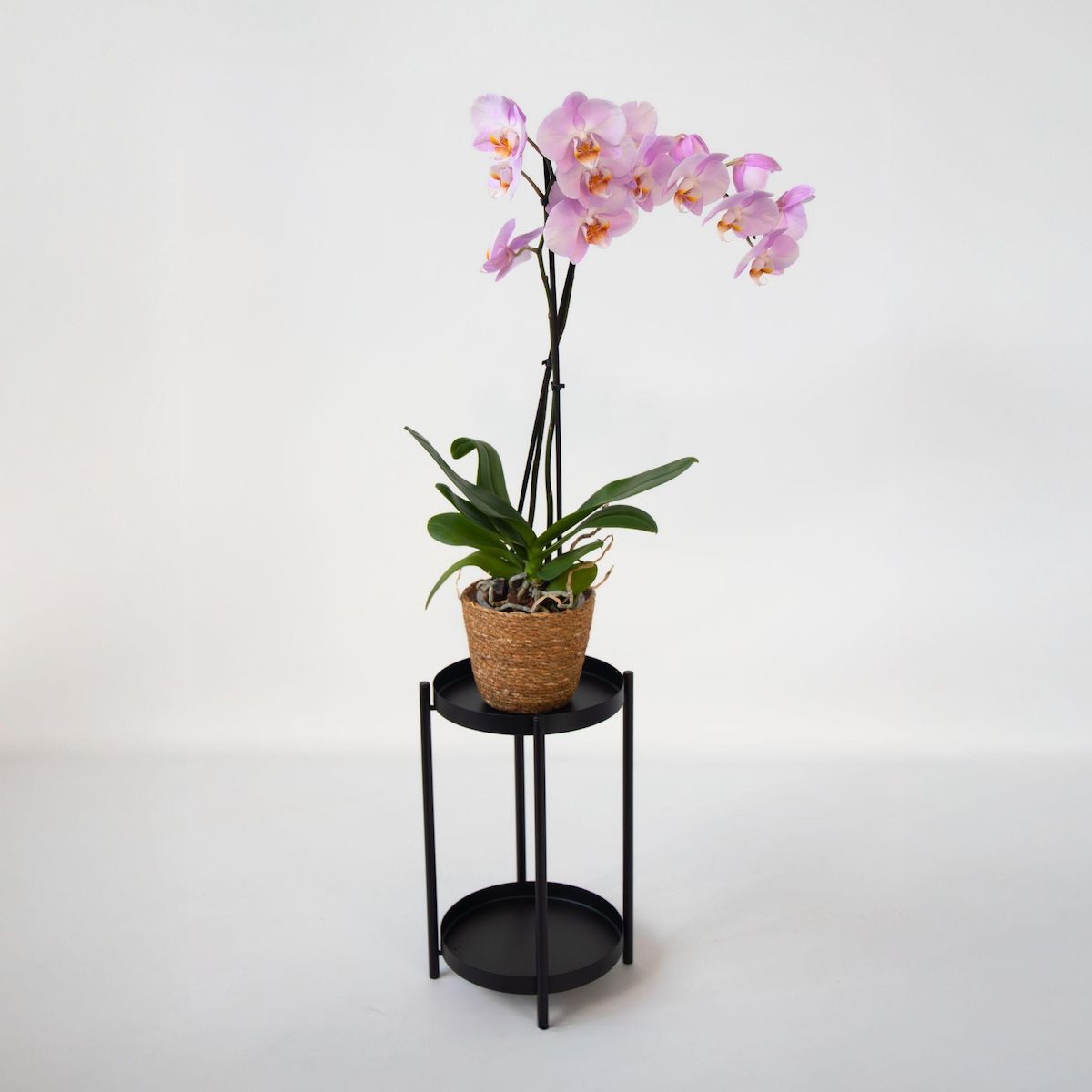 PLANT IN A BOX Orchidée papillon - Phalaenopsis - Hauteur 50-60cm - ⌀12cm