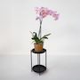 Voir la diapositive 5 : PLANT IN A BOX Orchidée papillon - Phalaenopsis - Hauteur 50-60cm - ⌀12cm
