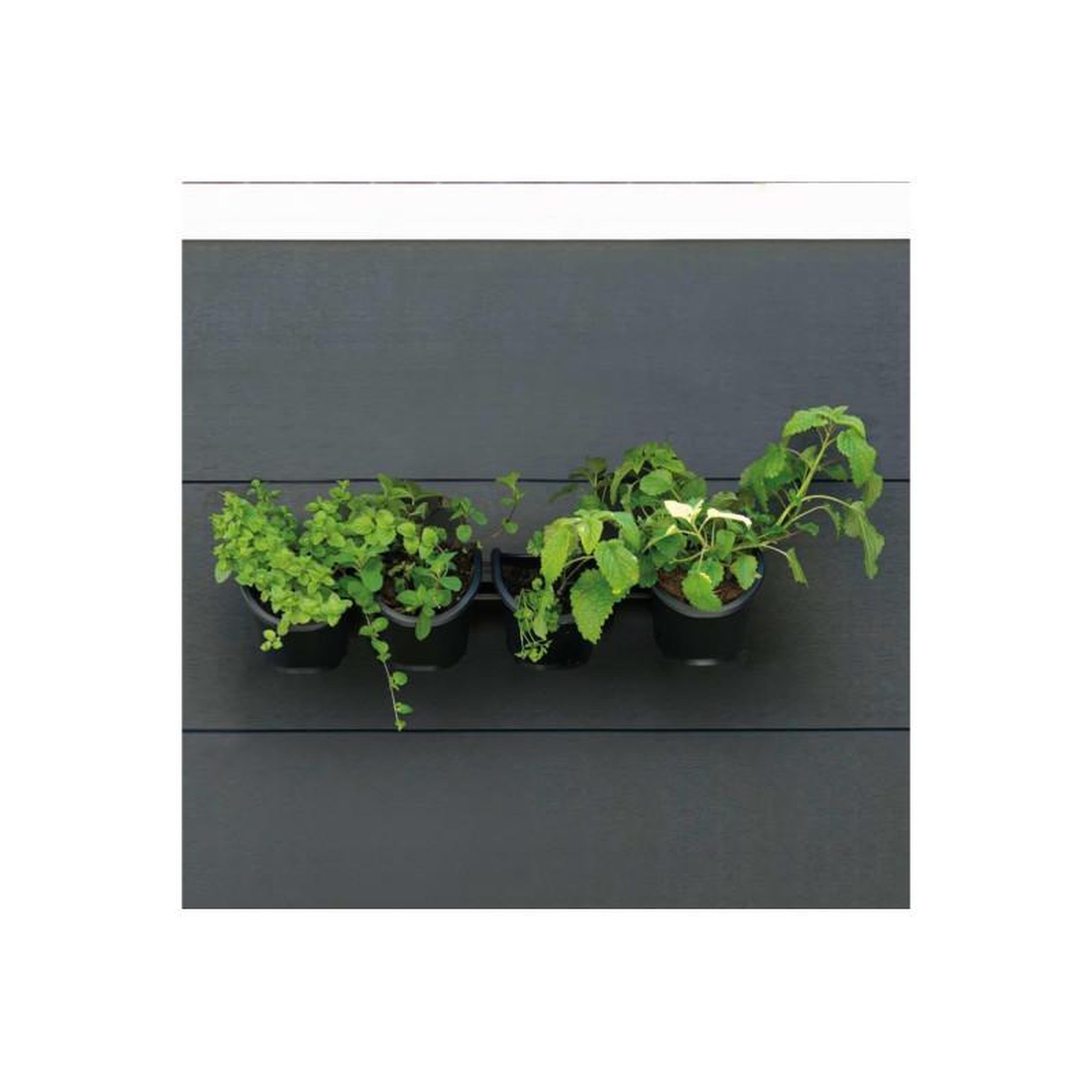 NATURE Jardiniere murale - Kit mural composé d'un support mural et de 4 pots (1 L) - Noir - Dim H 15 x L 60 cm - NATURE