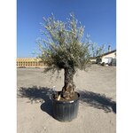 Olea europea - olivier Tronc 80/100cm  H180/200cm
