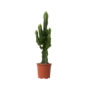 Voir la diapositive 1 : PLANT IN A BOX Euphorbe ingens - Euphorbia ingens - Hauteur 50-60cm - ⌀17cm