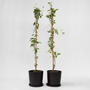 Voir la diapositive 6 : PLANT IN A BOX Chèvrefeuille - Set de 2 - Lonicera 'American Beauty' - H110-120cm - ⌀17cm