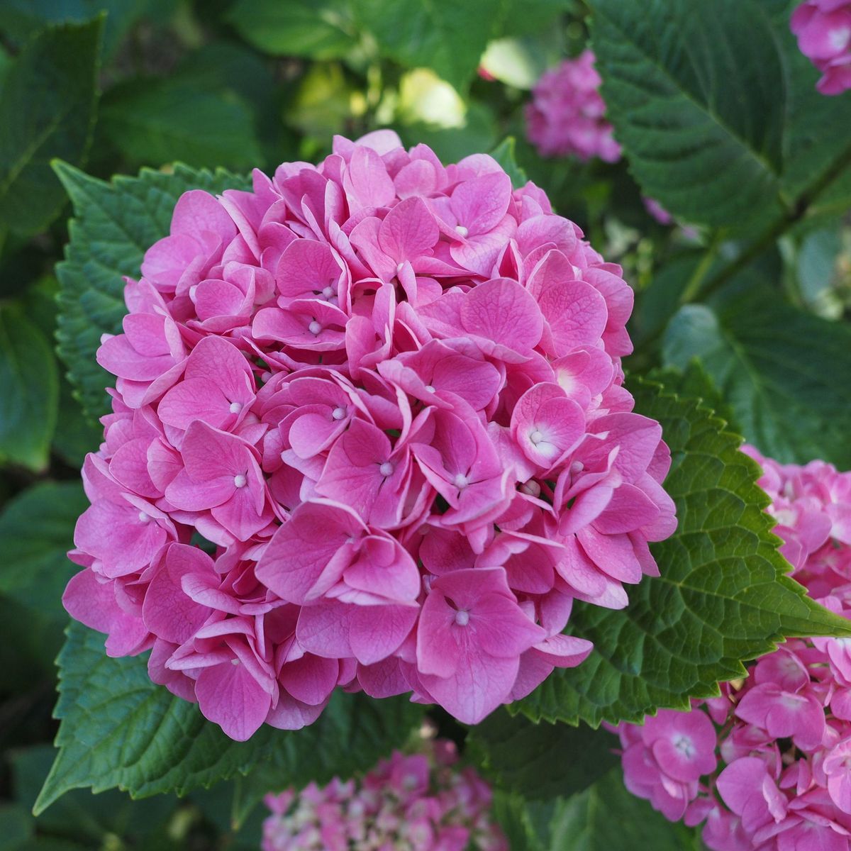 PLANT IN A BOX Hortensia - Set de 3 - Hydrangea macrophylla 'Early Pink' - H25-40cm - ⌀9cm