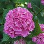 Voir la diapositive 3 : PLANT IN A BOX Hortensia - Set de 3 - Hydrangea macrophylla 'Early Pink' - H25-40cm - ⌀9cm