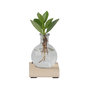 Voir la diapositive 1 : PLANT IN A BOX Avec éclairage LED - Clusia rosea 'Princess' - Hauteur 15-20cm - ⌀8cm