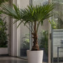 Voir la diapositive 4 : PLANT IN A BOX Palmier de Chine - Trachycarpus Fortunei - Hauteur 65-75cm - ⌀21cm