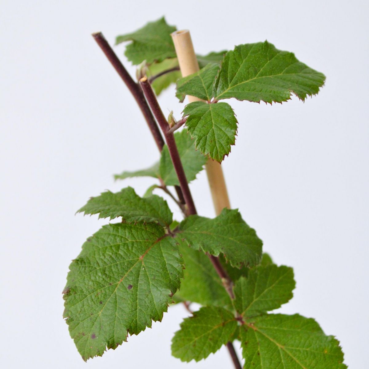 PLANT IN A BOX Mûrier - Set de 2 - Rubus fruticosus 'Thornfree' - Hauteur 50-60cm - ⌀15cm