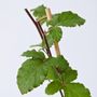 Voir la diapositive 3 : PLANT IN A BOX Mûrier - Set de 2 - Rubus fruticosus 'Thornfree' - Hauteur 50-60cm - ⌀15cm