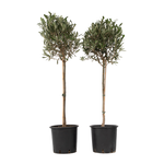 PLANT IN A BOX Olivier - Set de 2 - Olea europaea - Hauteur 90-100cm - ⌀21cm