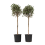 Voir la diapositive 1 : PLANT IN A BOX Olivier - Set de 2 - Olea europaea - Hauteur 90-100cm - ⌀21cm