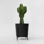 Voir la diapositive 6 : PLANT IN A BOX Euphorbe ingens - Euphorbia ingens - Hauteur 85-95cm - ⌀24cm
