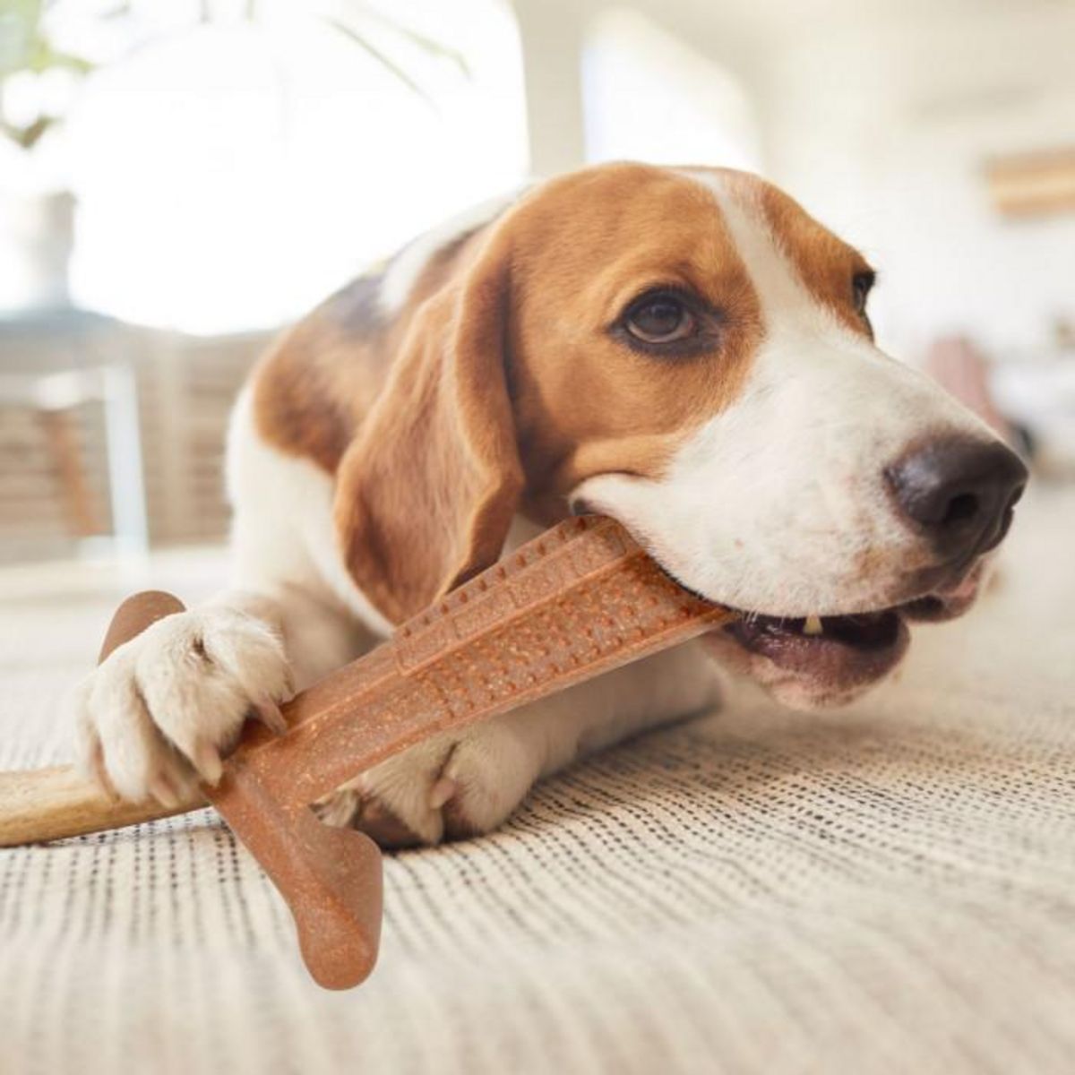 Paris Prix Os à Mâcher Pour Chien  Poulet  14cm Marron