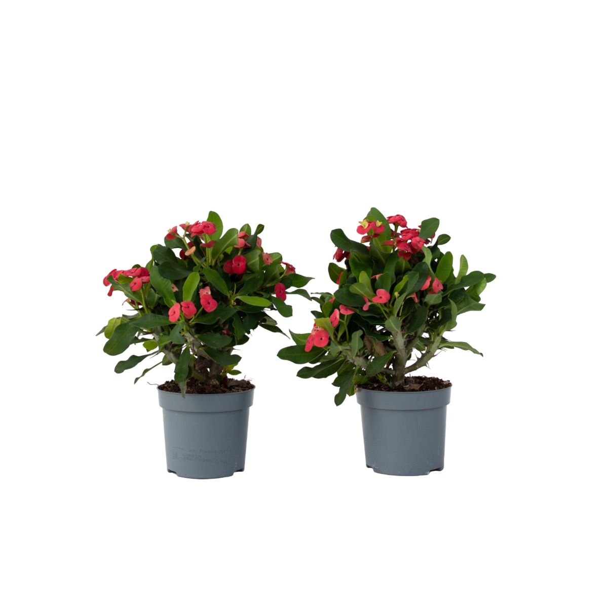 PLANT IN A BOX Euphorbe de Madagascar - Set de 2 - Euphorbia 'Milii' - Hauteur 25-35cm - ⌀13cm