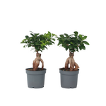PLANT IN A BOX Bonsaï - Set de 2 - Ficus microcarpa - Hauteur 30-40cm - ⌀12cm