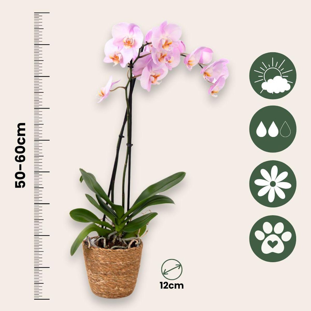 PLANT IN A BOX Orchidée papillon - Phalaenopsis - Hauteur 50-60cm - ⌀12cm