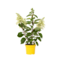 Voir la diapositive 1 : PLANT IN A BOX Hortensia - Hydrangea paniculata 'Candlelight' - Hauteur 25-40cm - ⌀19cm