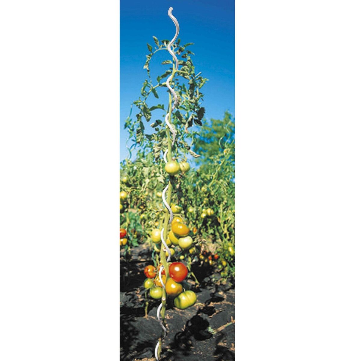 WERKAPRO Lot 5 tuteurs spirales  1,8m  WERKA PRO en acier