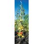 Voir la diapositive 4 : WERKAPRO Lot 5 tuteurs spirales  1,8m  WERKA PRO en acier