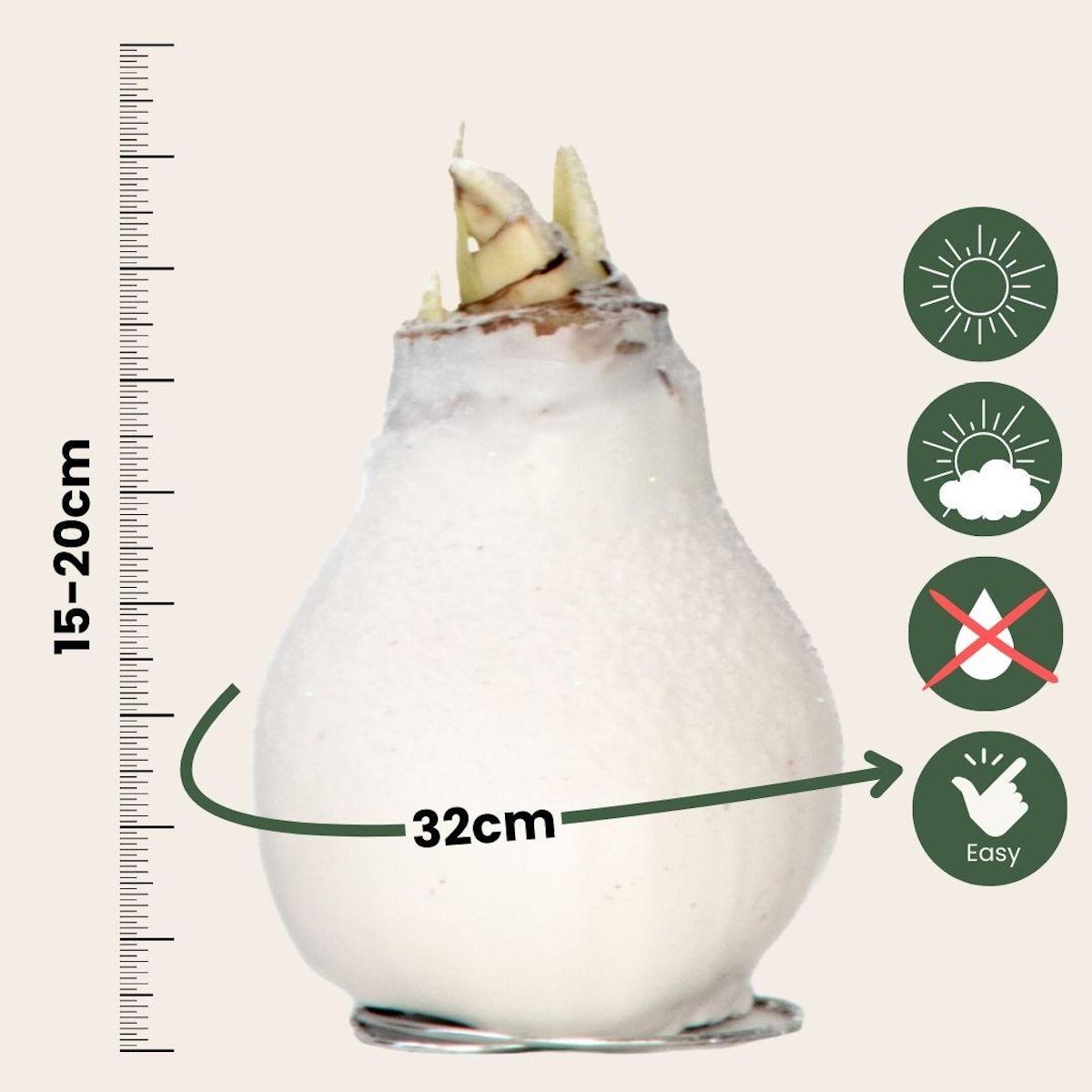 PLANT IN A BOX Amaryllis - Hippeastrum 'Wax Snow White' - Bulbe de fleur - Rouge