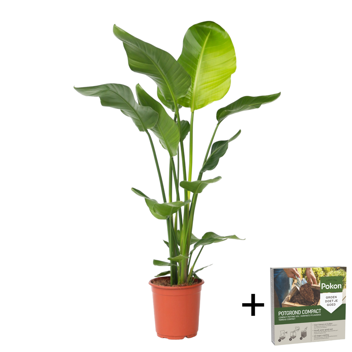 PLANT IN A BOX Oiseau de paradis - Strelitzia nicolai - Hauteur 90-110cm - ⌀21cm