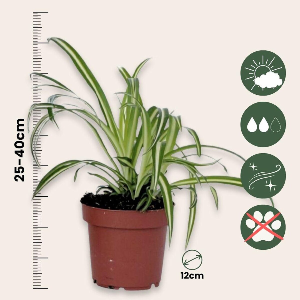 PLANT IN A BOX Plante araignée - Chlorophytum comosum 'Atlantic' - Hauteur 25-40cm - ⌀12cm