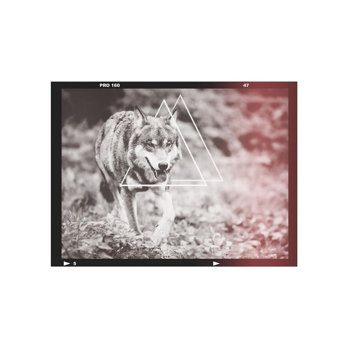 Paris Prix Papier Peint  Loup Photographie