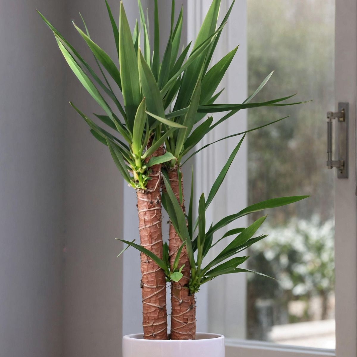 PLANT IN A BOX Pied d'éléphant - Yucca elephantipes - Hauteur 130-140cm - ⌀24cm
