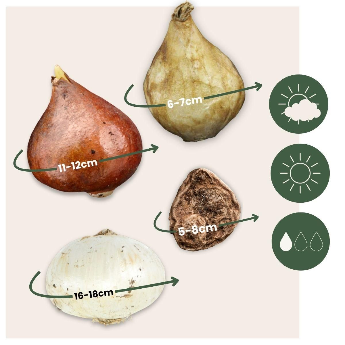 PLANT IN A BOX Mélange de bulbes pour le jardin - Set de 125 - Bulbes à fleurs